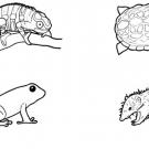 Más animales de Madagascar: dibujo para colorear e imprimir