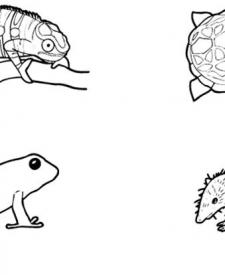 Más animales de Madagascar: dibujo para colorear e imprimir