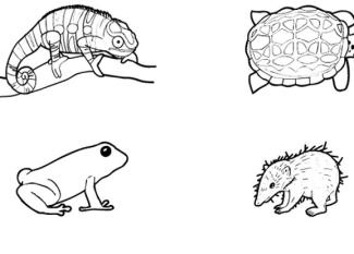 Más animales de Madagascar: dibujo para colorear e imprimir