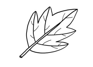 Una hoja de árbol: dibujo para colorear e imprimir