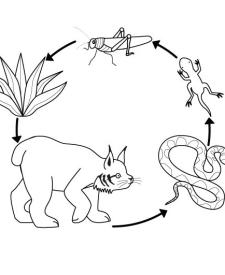 Cadena alimenticia: dibujo para colorear e imprimir