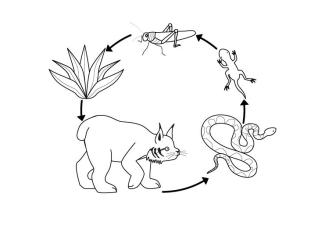 Cadena alimenticia: dibujo para colorear e imprimir