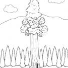 El árbol más alto del mundo: dibujo para colorear e imprimir