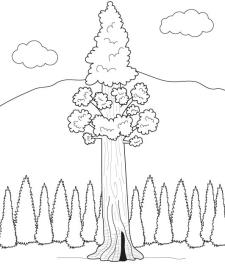 El árbol más alto del mundo: dibujo para colorear e imprimir