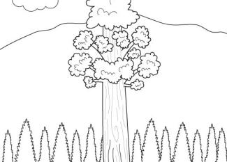 El árbol más alto del mundo: dibujo para colorear e imprimir