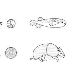 Animales redondos: dibujo para colorear e imprimir