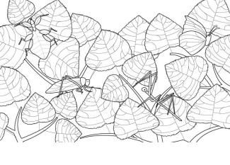 Camuflaje: dibujo para colorear e imprimir
