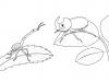 ¿Dinosaurio o insecto?: dibujo para colorear e imprimir