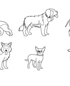 Razas de perros: dibujo para colorear e imprimir