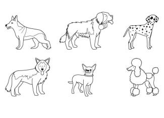 Razas de perros: dibujo para colorear e imprimir