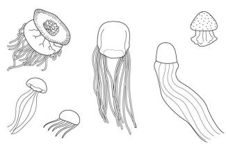 Medusas: dibujo para colorear e imprimir