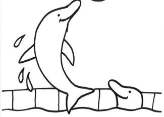 La pelota del delfín: dibujo para colorear e imprimir