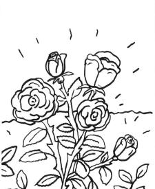 Rosas: dibujo para colorear e imprimir