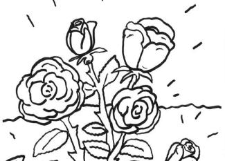 Rosas: dibujo para colorear e imprimir
