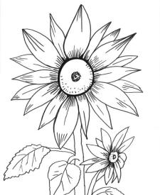 Girasoles: dibujo para colorear e imprimir