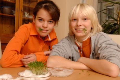 Cultivar berro sin tierra: experimento para niños