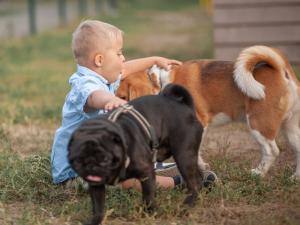 perros en la guardería