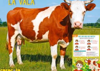 posturas de yoga: la vaca