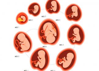 Desarrollo del bebé en el embarazo: evolución semana a semana