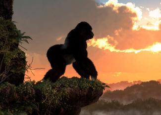 Lecturas en inglés para estudiantes de Secundaria: 10 amazing facts about apes
