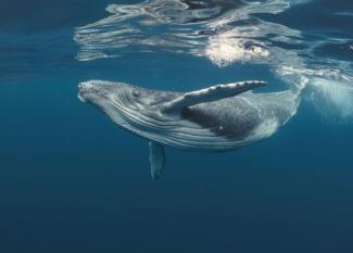 Inglés para adolescentes: 10 amazing facts about whales