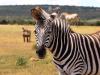 Inglés para niños: 10 amazing facts about zebras