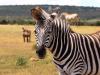 Inglés para niños: 10 amazing facts about zebras