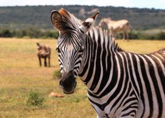 Inglés para niños: 10 amazing facts about zebras