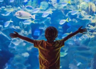 Los 8 espectaculares acuarios en España para ir con niños