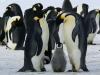 Inglés para adolescentes: 10 amazing facts about penguins