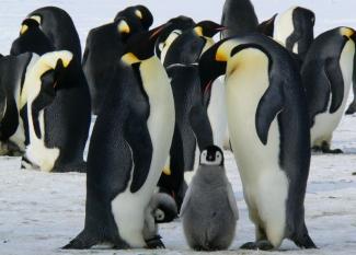 Inglés para adolescentes: 10 amazing facts about penguins