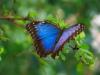 Inglés para niños: 10 amazing facts about butterflies