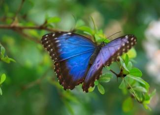 Inglés para niños: 10 amazing facts about butterflies