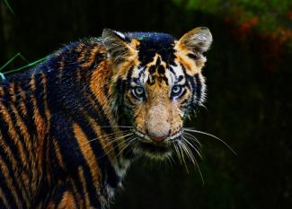 Inglés para adolescentes: 10 interesting facts about endangered species