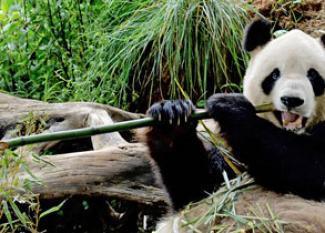 Zoológico infantil de Chapultepec en Ciudad de México