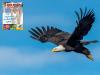 Inglés para niños: 10 amazing facts about eagles