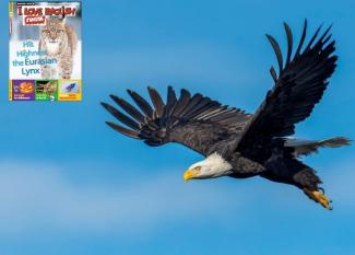 Inglés para niños: 10 amazing facts about eagles
