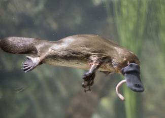 Lectura en inglés para niños: 10 amazing facts about platypuses