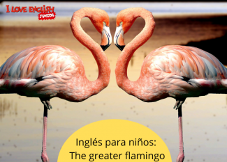 Lectura en inglés para niños: the greater flamingo