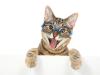 Los mejores chistes de gatos para niños: diversión gatuna