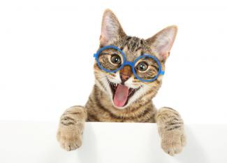 Los mejores chistes de gatos para niños: diversión gatuna