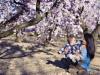 Dónde ver los almendros en flor en familia