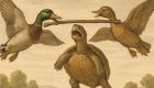 Fábula teatral adaptada para niños de La Fontaine: La tortuga y los patos