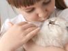 Adivinanzas de animales para niños en inglés