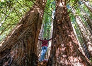 Bosque de secuoyas en Cabezón de la sal. Planes con niños