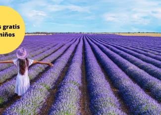 campos de lavanda con niños