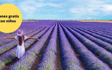 Los campos de lavanda, un plan con niños muy cerca de Madrid