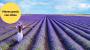 Los campos de lavanda, un plan con niños muy cerca de Madrid