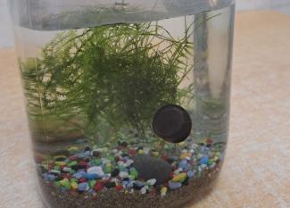 Experimento: ecosistema acuático