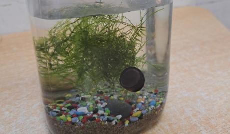 Experimento para niños: crear un ecosistema acuático cerrado